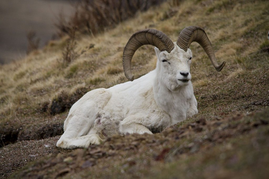 A Dall sheep with large, curved horns lies on a grassy, sloped hillside—an iconic sight for wildlife watching near Anchorage.
