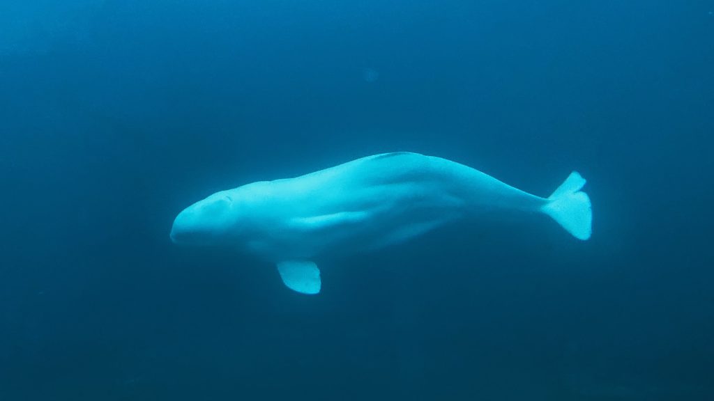 A beluga whale swims underwater in a blue aquatic environment, offering a stunning glimpse for wildlife watching enthusiasts near Anchorage.