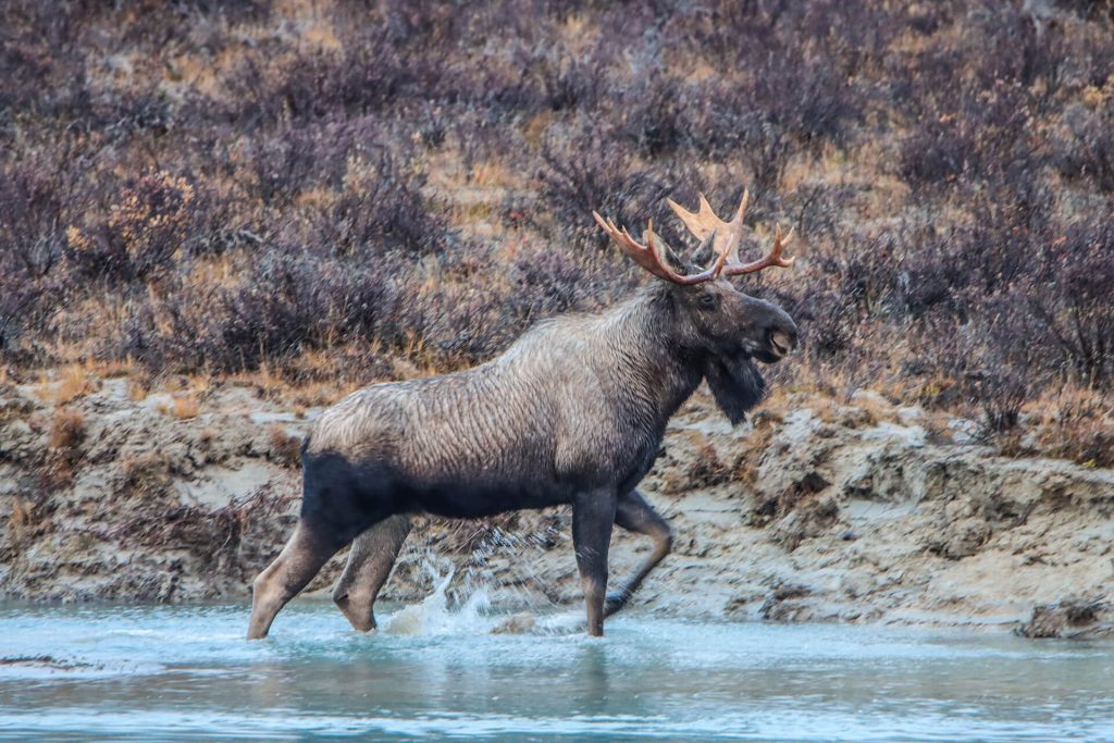 A large moose with antlers walks through shallow water near a muddy bank with sparse shrubs in the background, offering a classic Wildlife Watching scene just outside Anchorage.