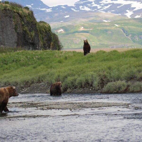 Three brown bears near a river with a grassy landscape and snow-capped mountains in the background, spotted during a sightseeing tour in Alaska.