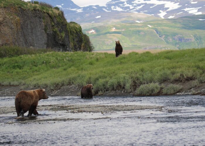 Three brown bears near a river with a grassy landscape and snow-capped mountains in the background, spotted during a sightseeing tour in Alaska.