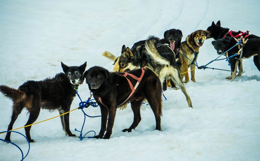 A team of sled dogs harnessed together on the snow in Alaska.