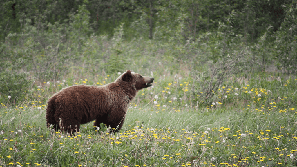 bear in alaska
