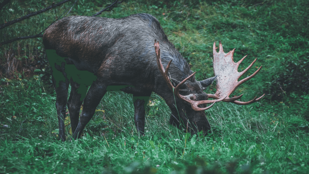 A moose grazing in a green forest clearing during a guided Anchorage sightseeing tour.