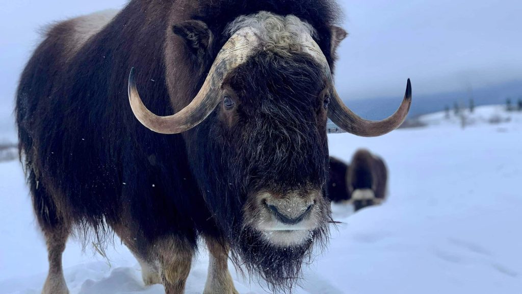 A musk ox stands in a snowy landscape with another musk ox in the background.