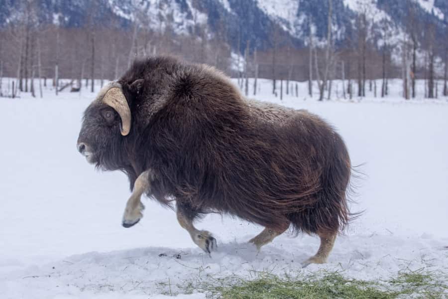 A musk ox walking on snow with mountains in the background.