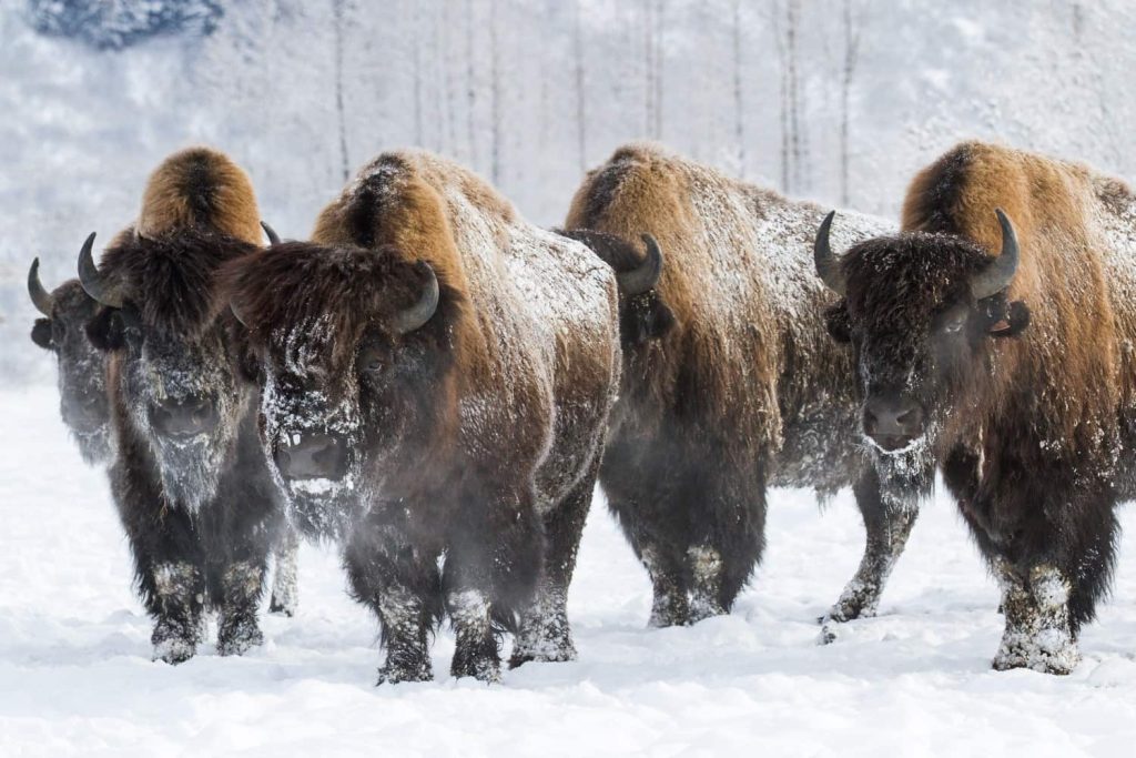 A group of bison stand together in a snowy landscape, their coats dusted with snow.