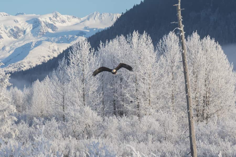 A bald eagle flies across a snowy landscape with a backdrop of frost-covered trees and mountains.