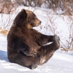 A brown bear sits in the snow, holding one of its hind legs, with sparse branches in the background.