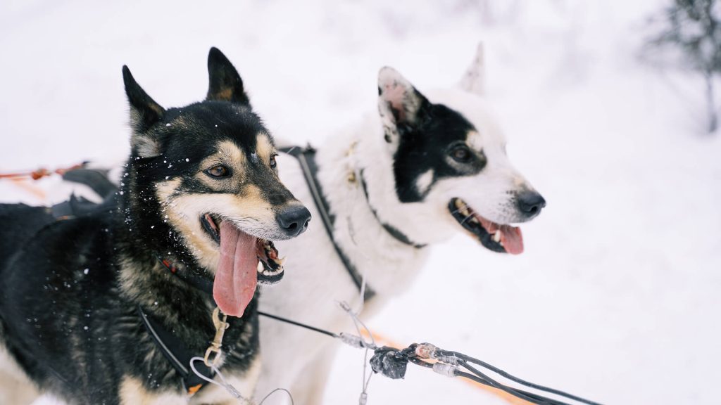 Two sled dogs with harnesses stand side by side in the snow, panting with tongues out, in a snowy Alaska setting—curious facts: these hardworking dogs can run for miles even in the harshest conditions.