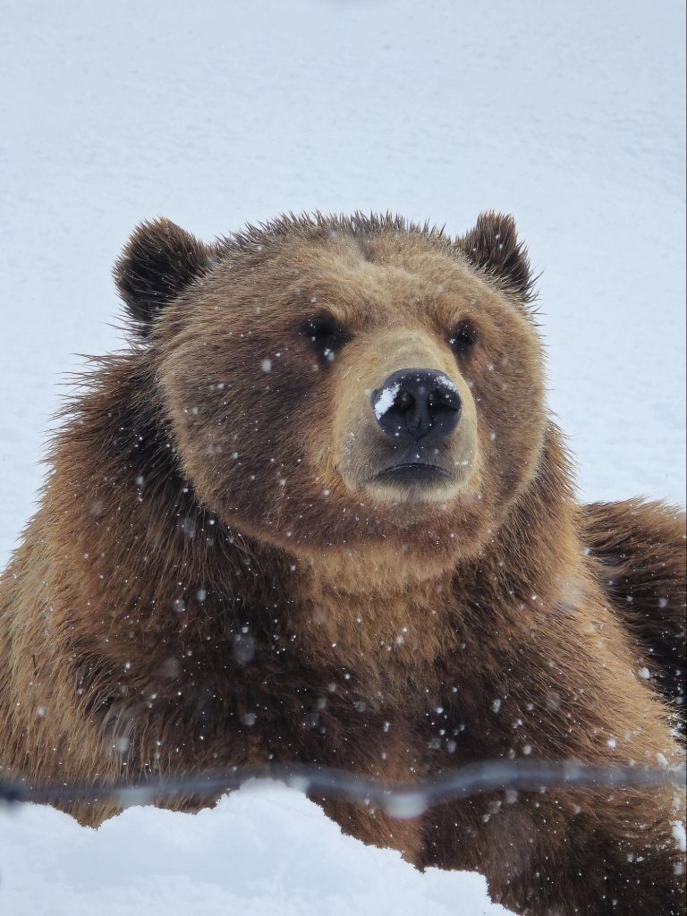 A brown bear with snow on its face sits in a snowy Alaska landscape, looking forward with its fur dusted by falling snowflakes—a special moment in the wild.